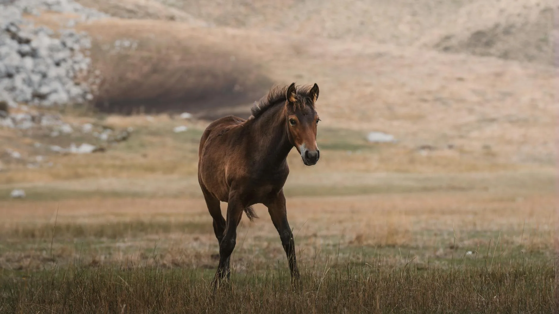 Trimonitör ile Çalışma Hayatınıza Renk Katın