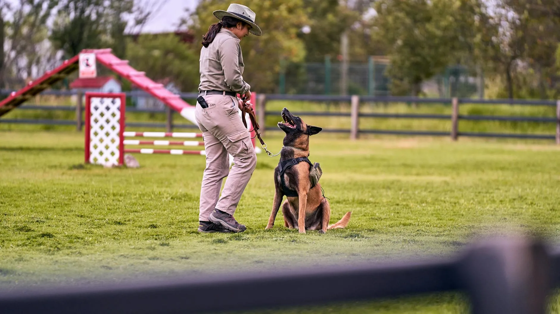 A trainer with a Belgian Malinois performing obedience training in a grassy park setting.
